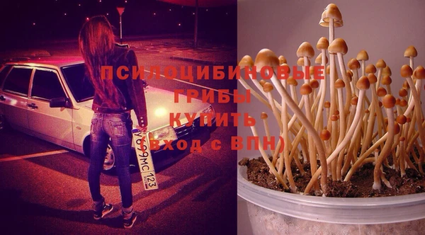 прущие грибы Белоозёрский
